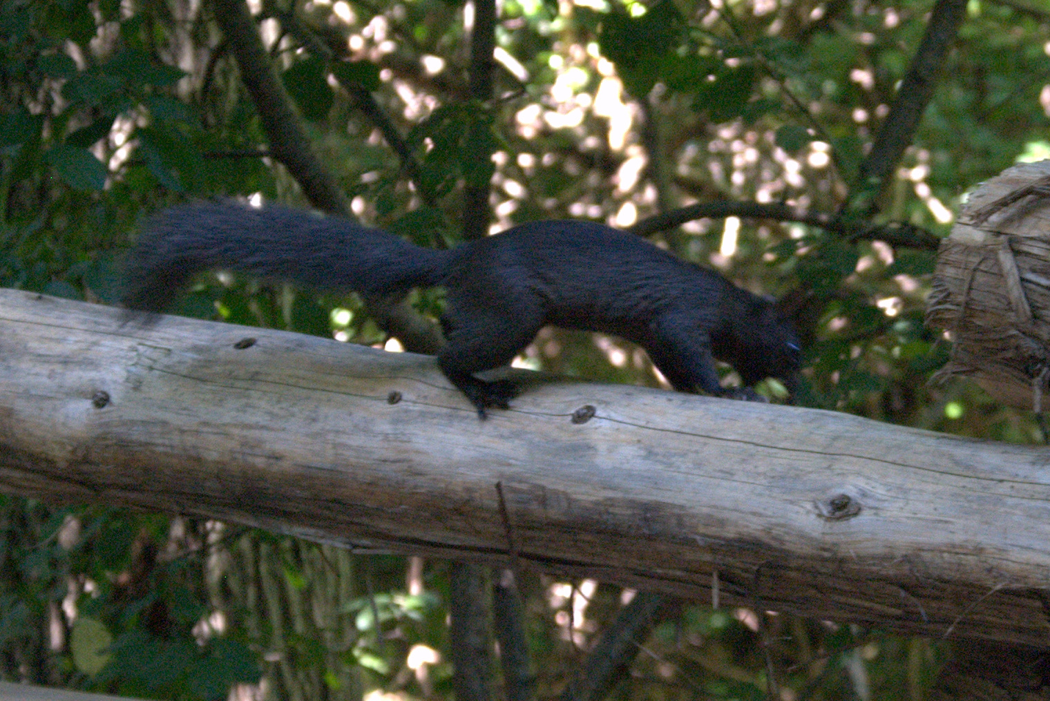 Eastern Gray (Melanistic) Squirrel