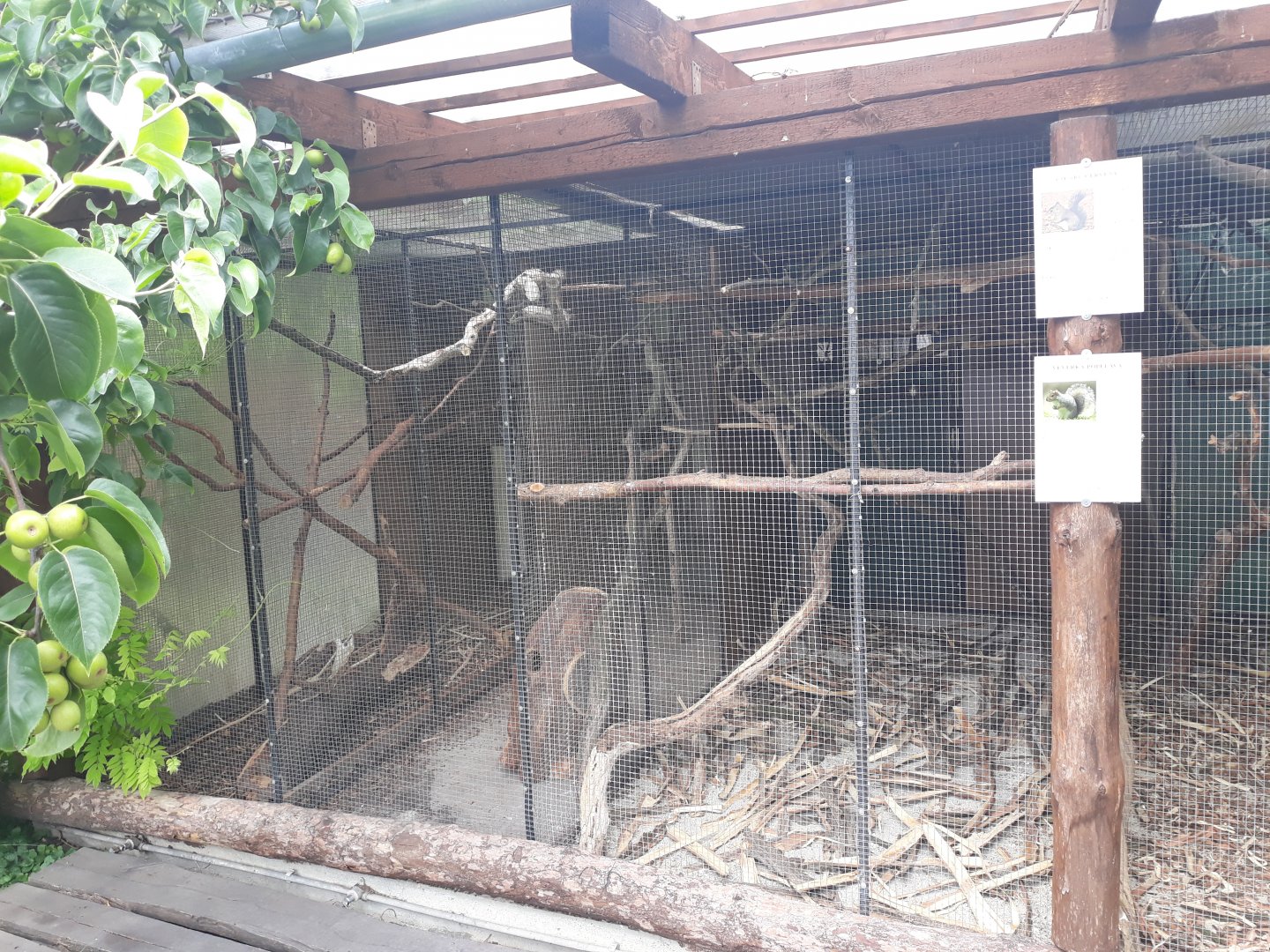 Eastern gray squirrel and Red squirrel exhibit