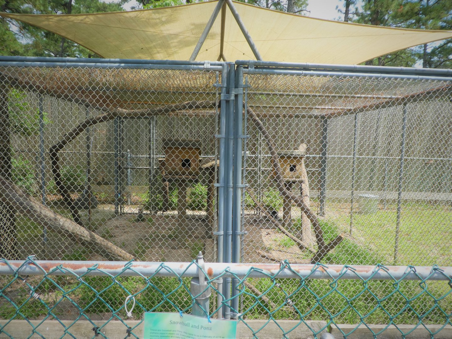 Eastern Gray Squirrel Exhibit (Right Side was Empty)