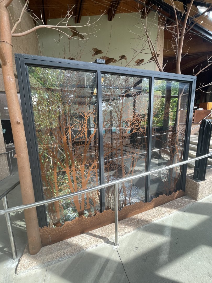 Eastern Gray Squirrel Exhibit