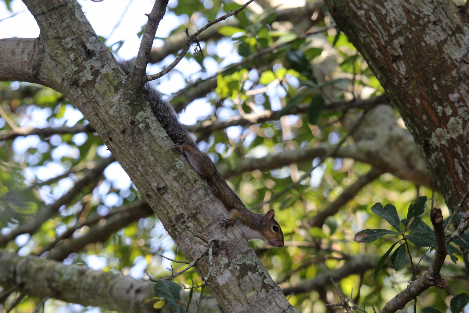 Eastern gray squirrel (Sciurus carolinensis fuliginosus)