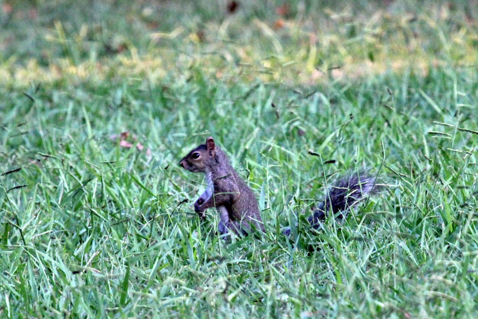 Eastern gray squirrel (Sciurus carolinensis fuliginosus)