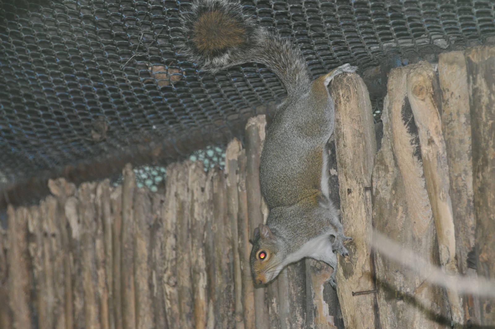 Eastern gray squirrel/ Sciurus carolinensis