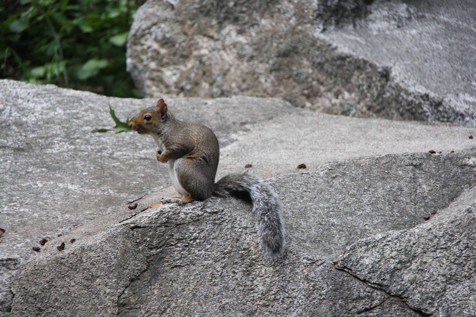 Eastern Gray Squirrel (Sciurus carolinensis)