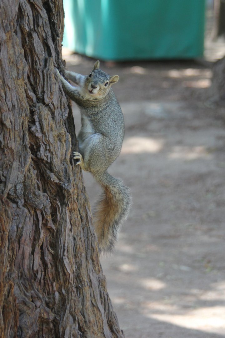 eastern gray squirrel (Sciurus carolinensis)