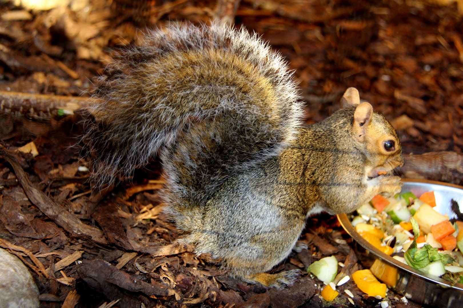 eastern gray squirrel (Sciurus carolinensis)