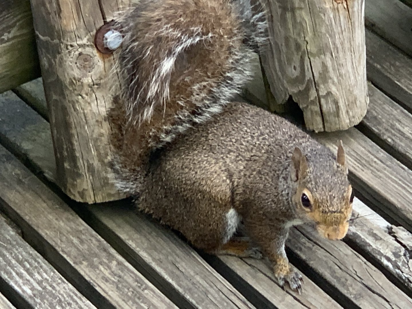 Eastern Gray Squirrel (Sciurus carolinensis)