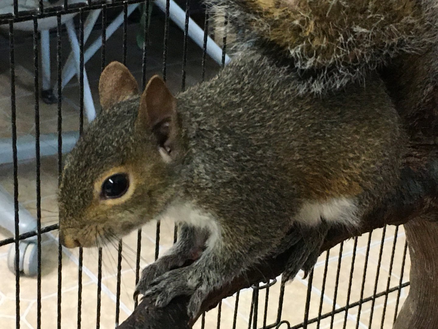 Eastern Gray Squirrel (Sciurus carolinensis)