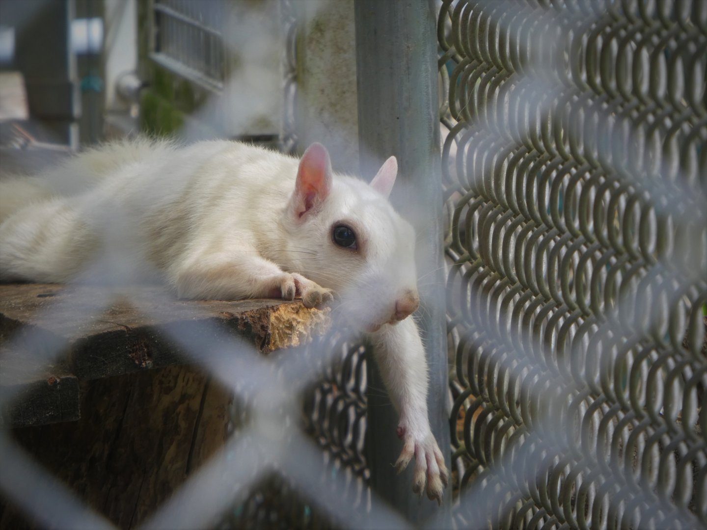 Eastern Gray Squirrel - Snowball