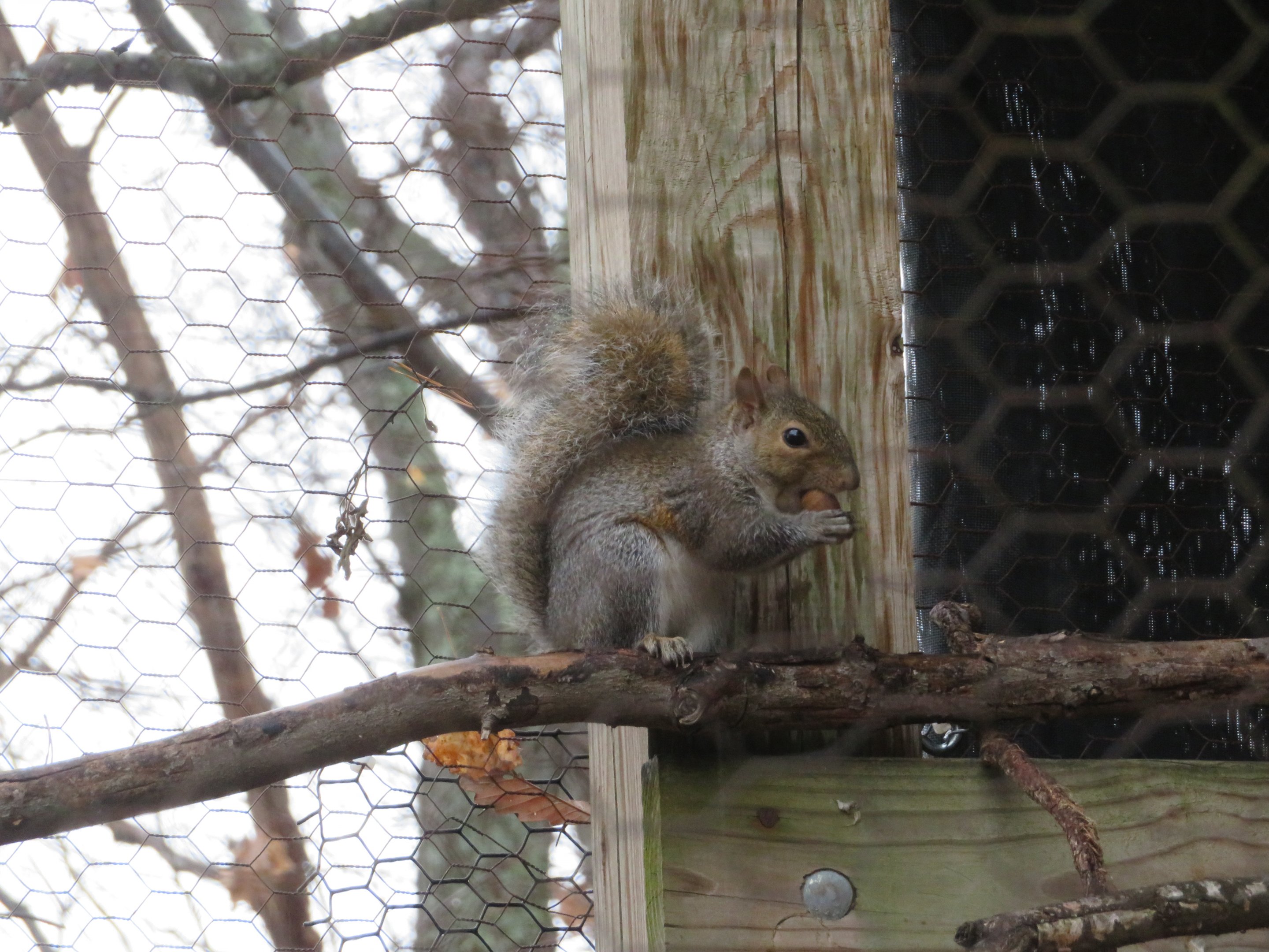 Eastern Gray Squirrel (Wild)