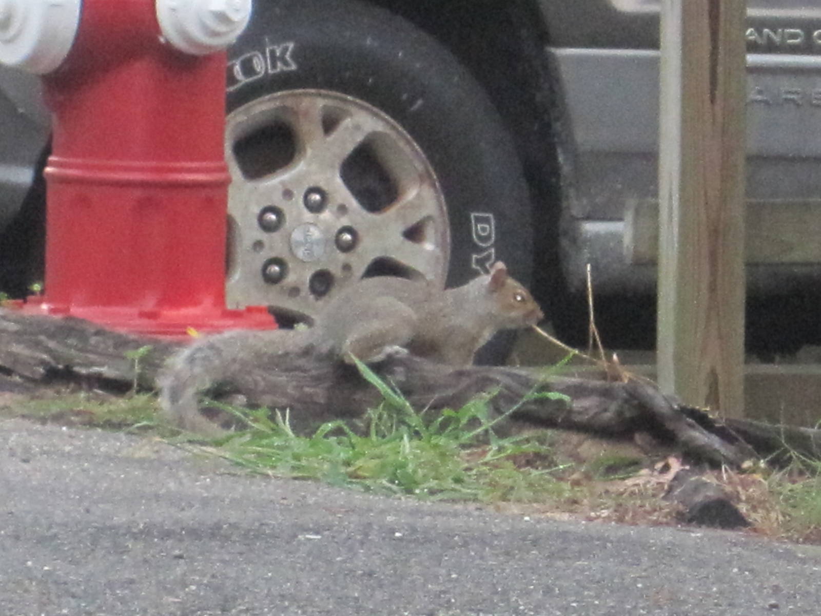 Eastern Gray Squirrel