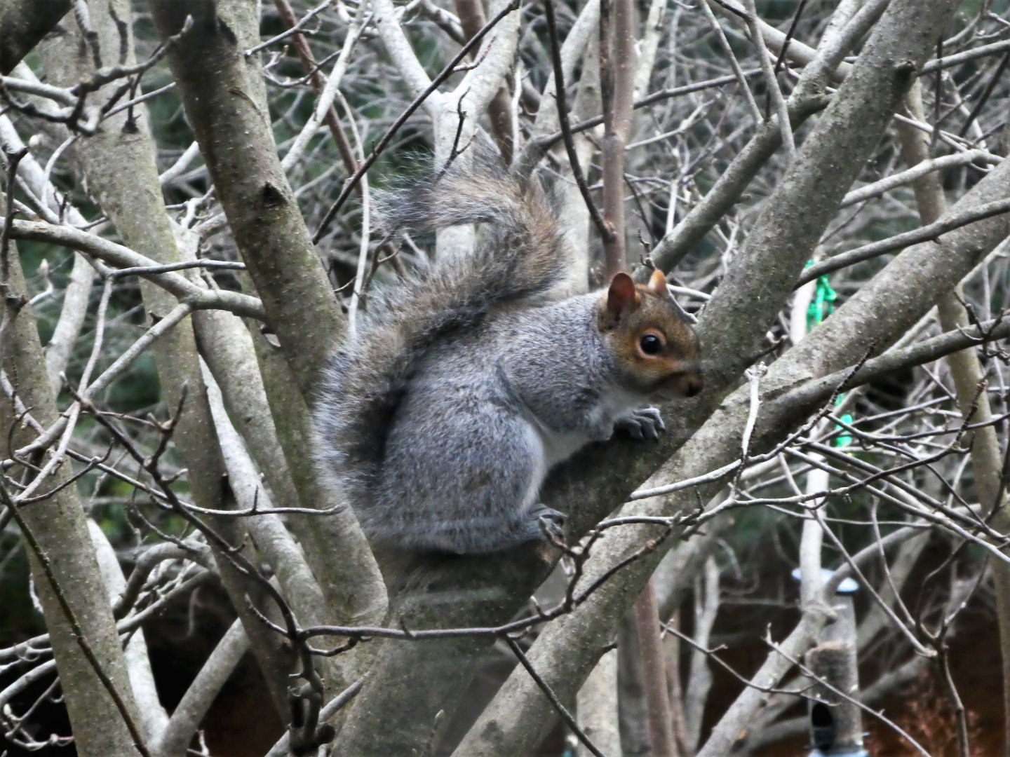 Eastern Gray Squirrel