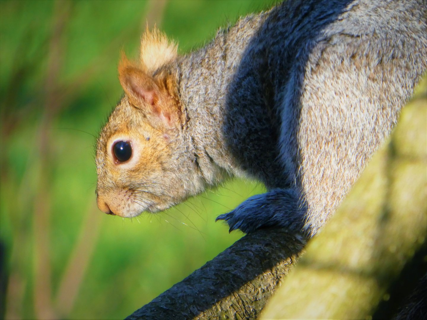 Eastern Gray Squirrel