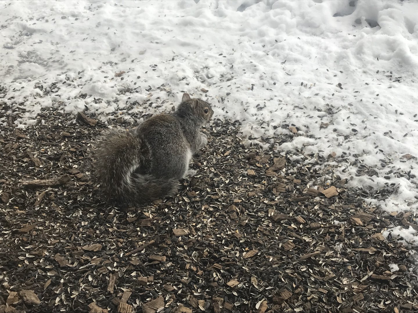 Eastern Gray Squirrel