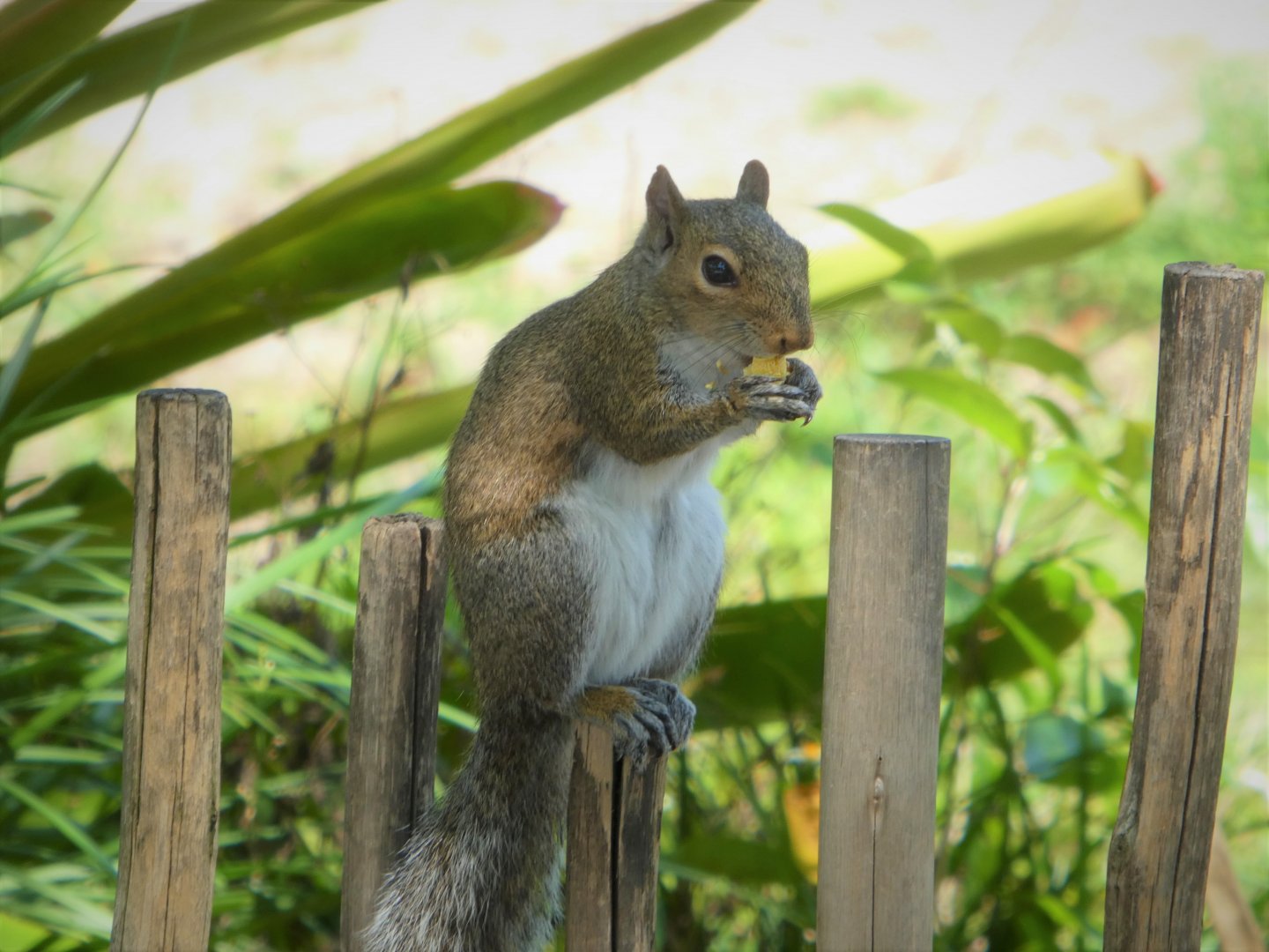 Eastern Gray Squirrel