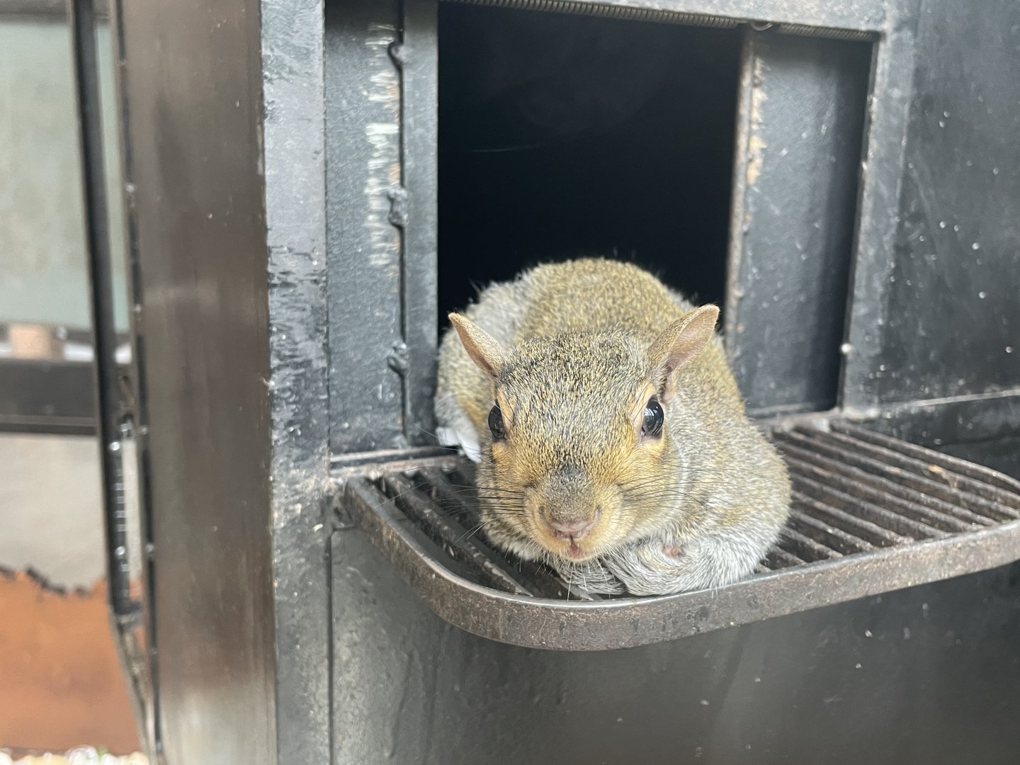 Eastern Gray Squirrel
