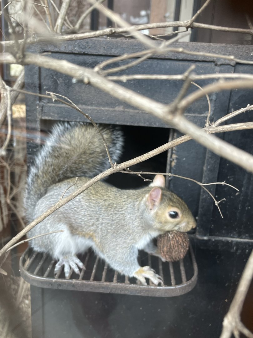 Eastern Gray Squirrel