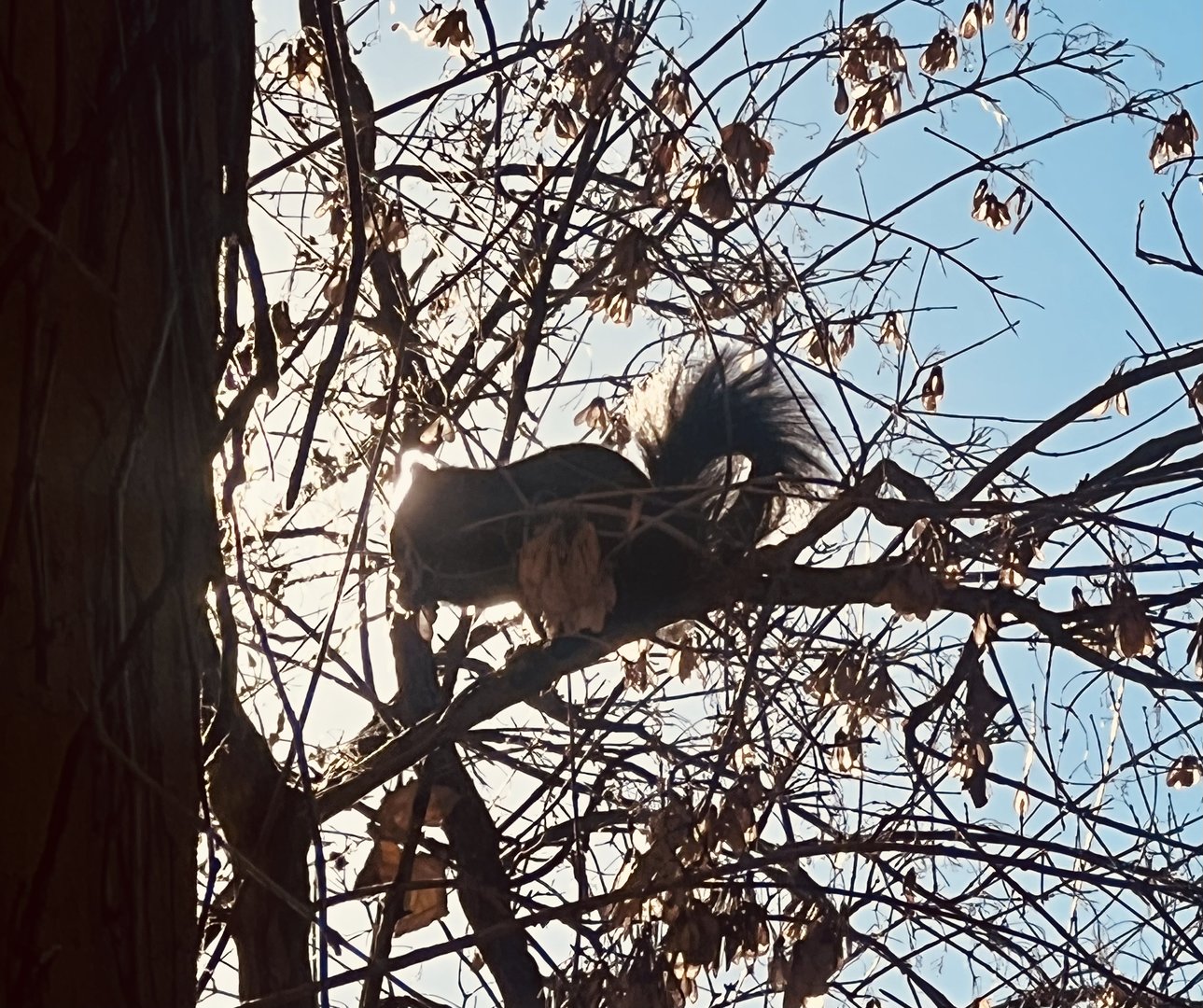 Eastern Gray Squirrel