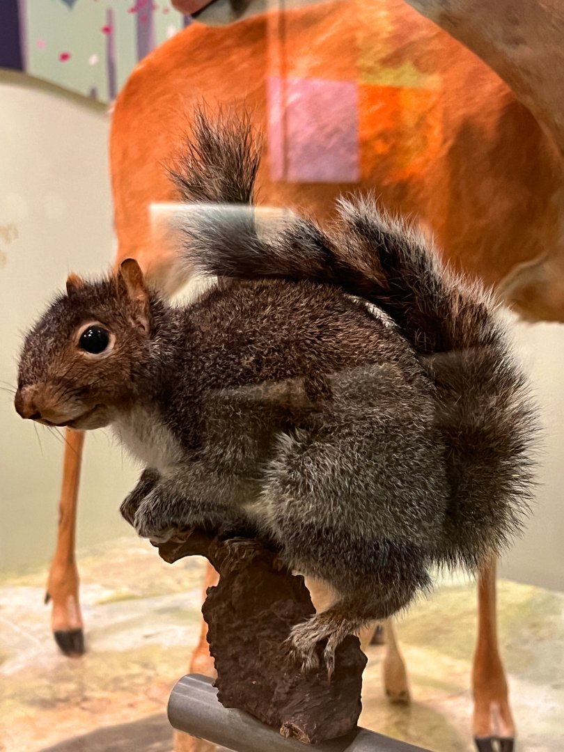 Eastern Gray Squirrel