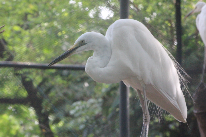 Eastern great egret (Ardea alba modesta)