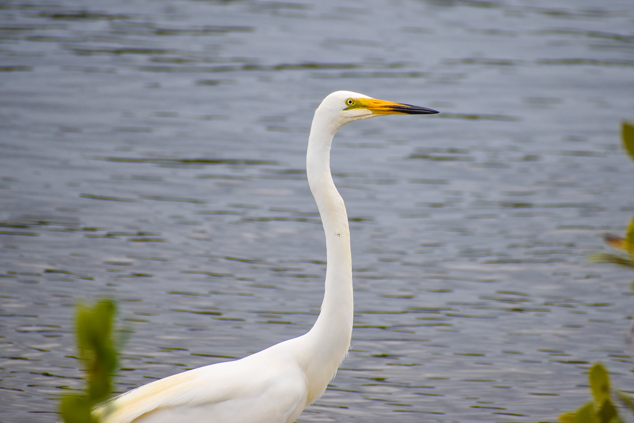 Eastern Great Egret (Ardea modesta)