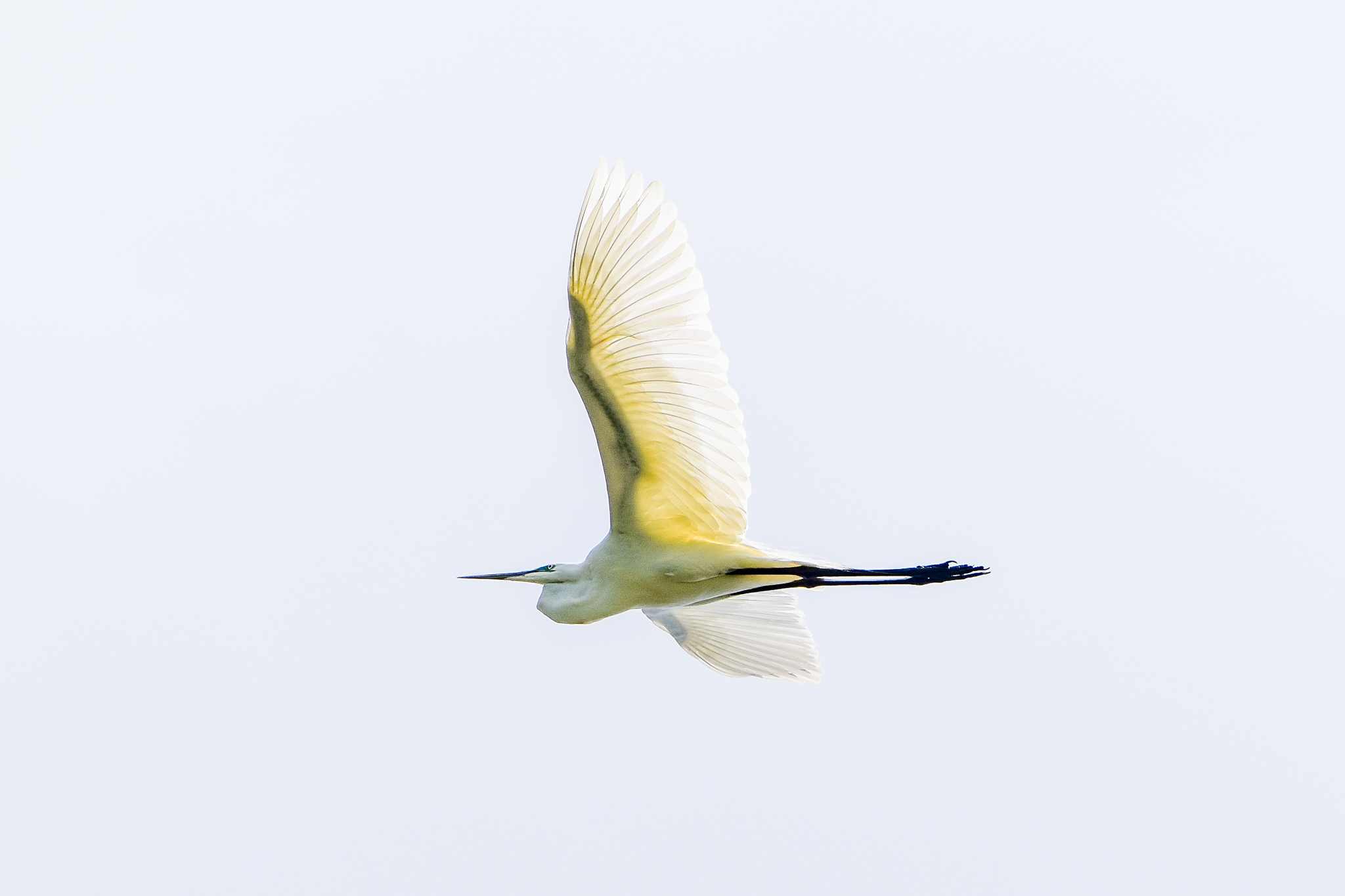 Eastern Great Egret (Ardea modesta)
