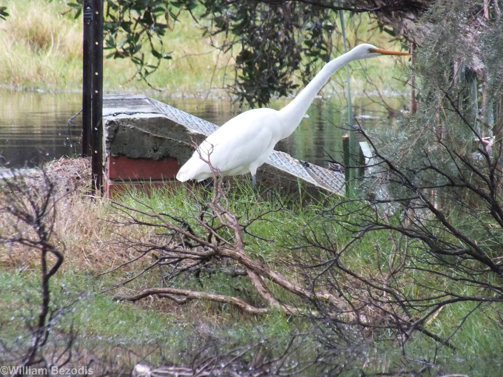 Eastern Great Egret