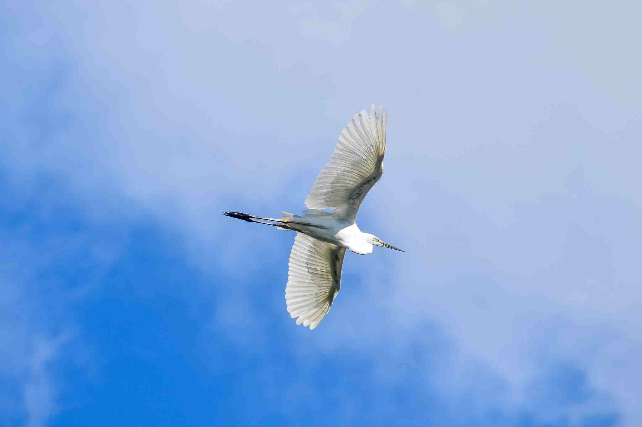 Eastern Great Egret