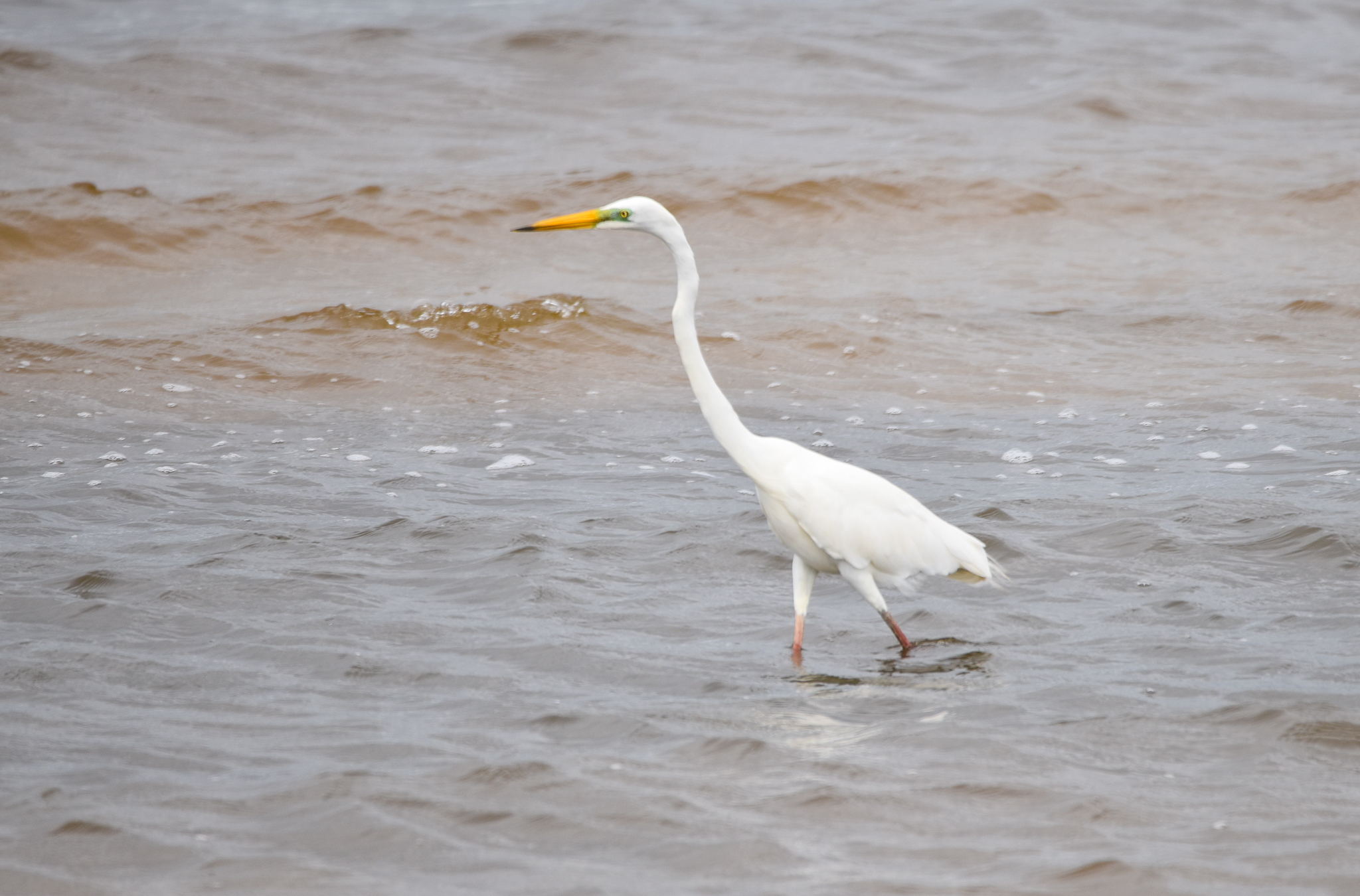 Eastern Great Egret