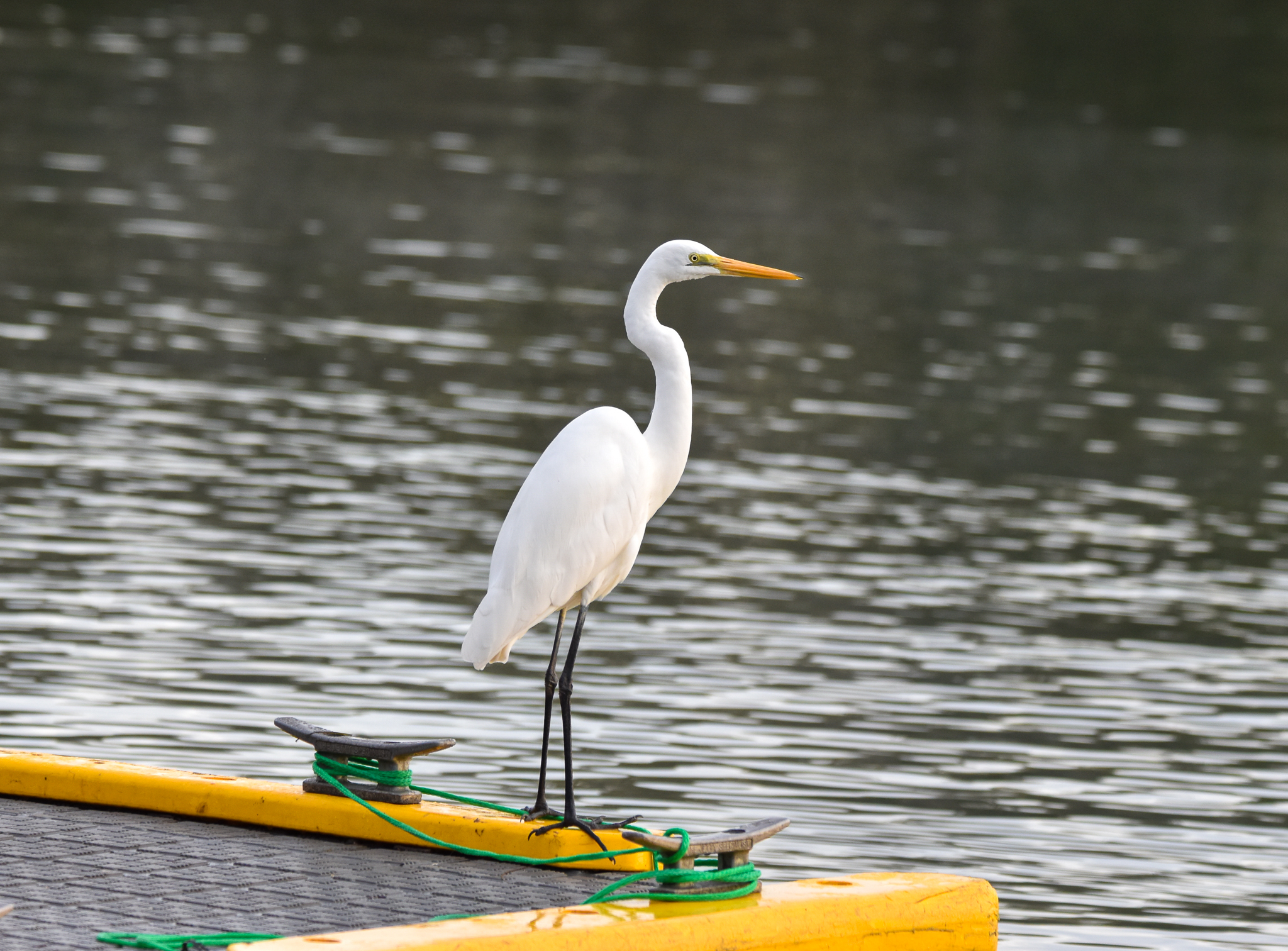 Eastern Great Egret