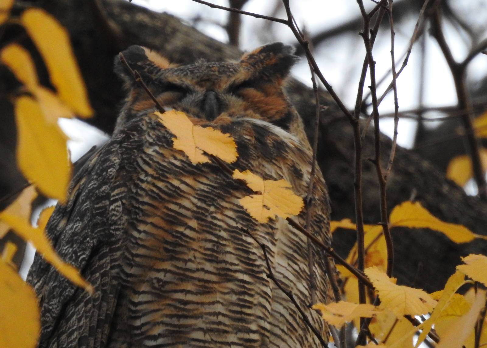 Eastern Great Horned Owl