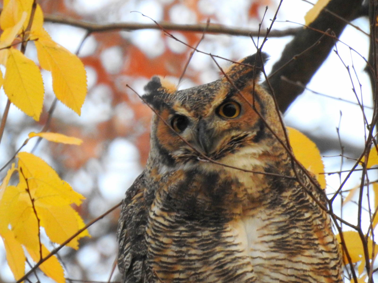Eastern Great Horned Owl