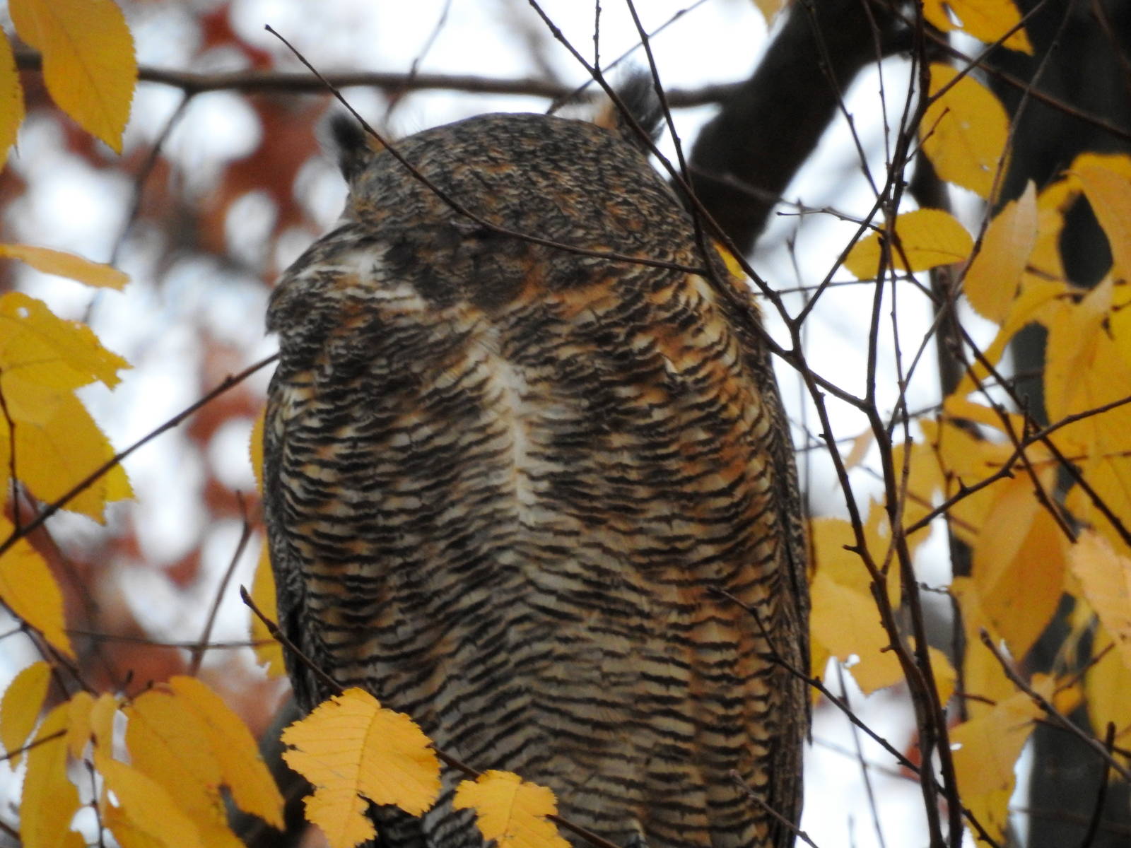 Eastern Great Horned Owl