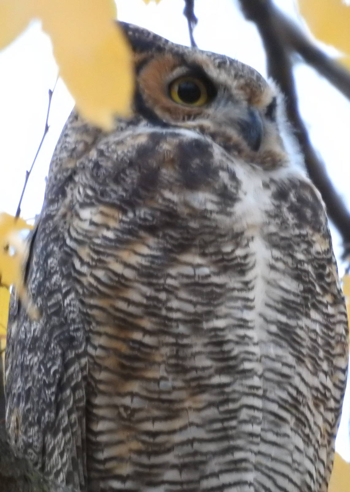 Eastern Great Horned Owl
