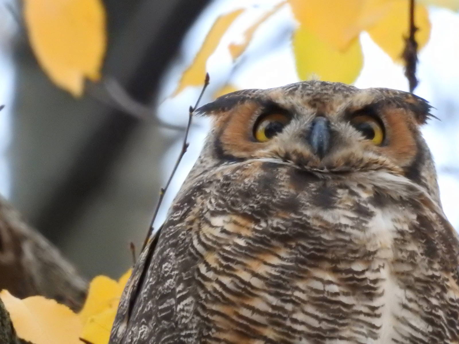 Eastern Great Horned Owl