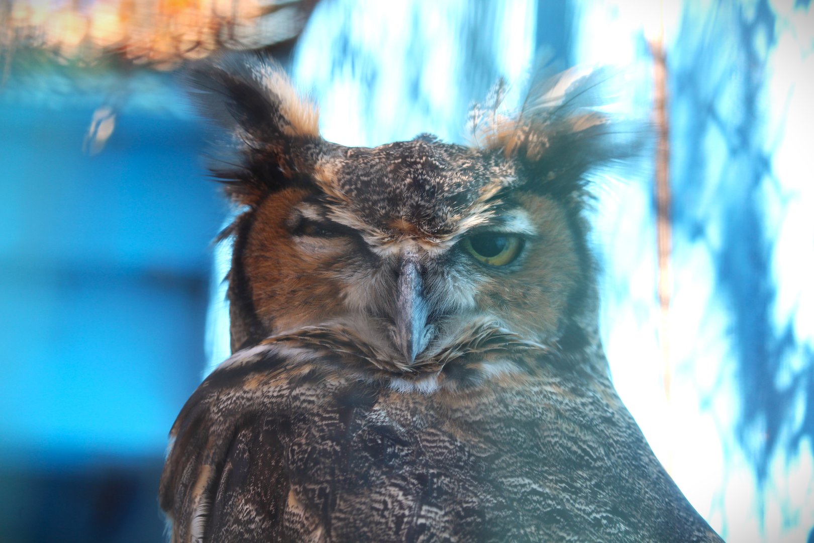 Eastern Great Horned Owl