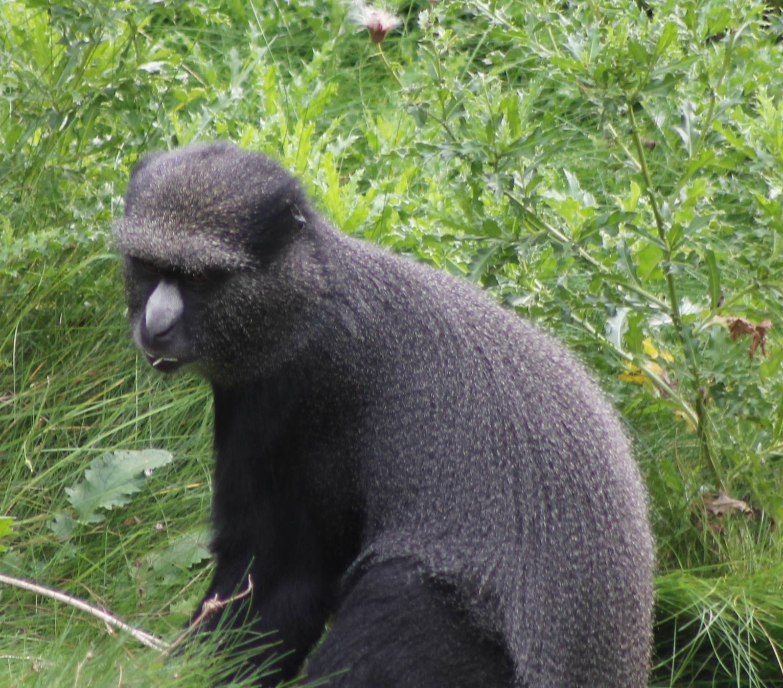 Eastern great white-nosed monkey