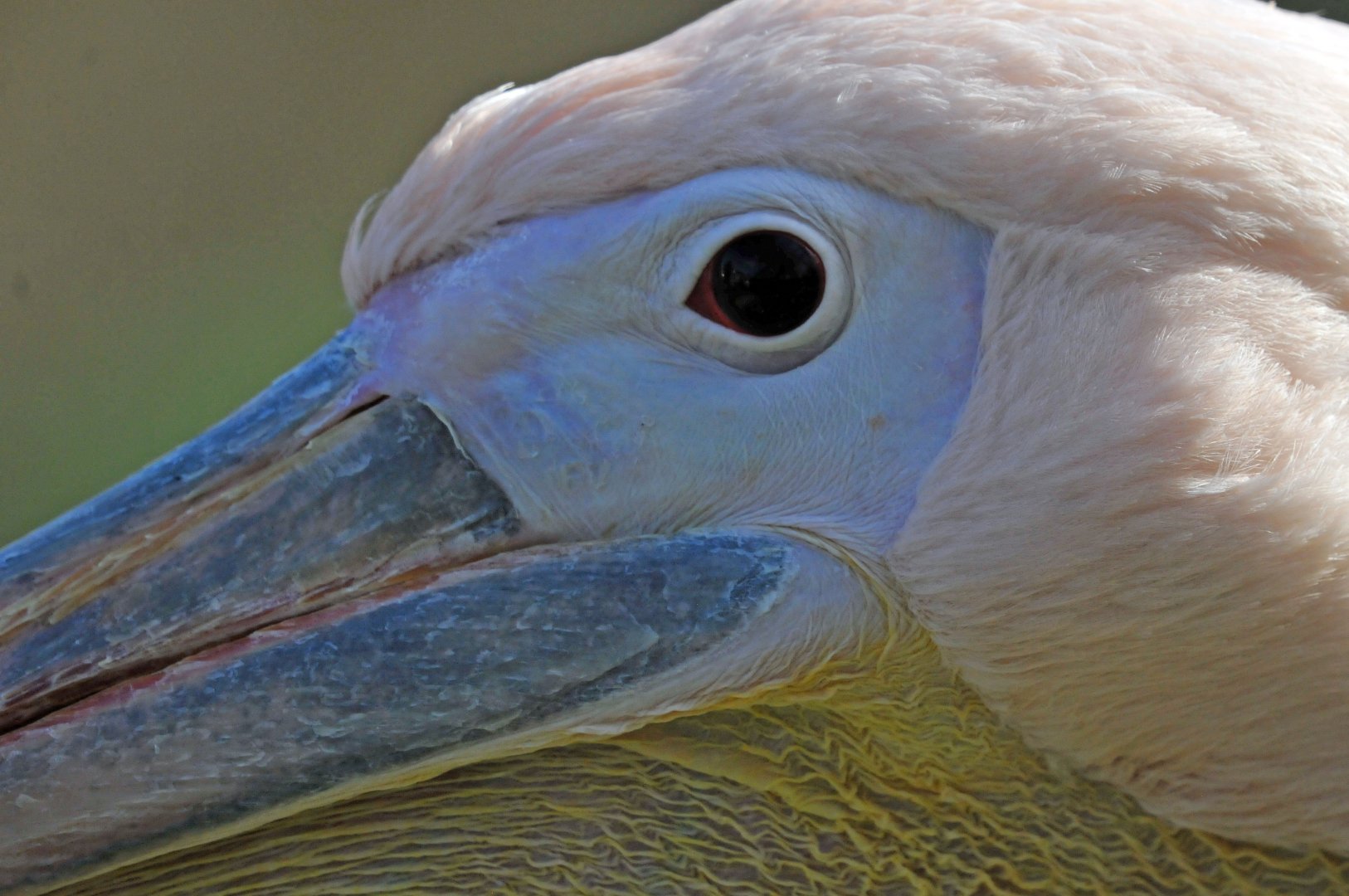 Eastern great white pelican