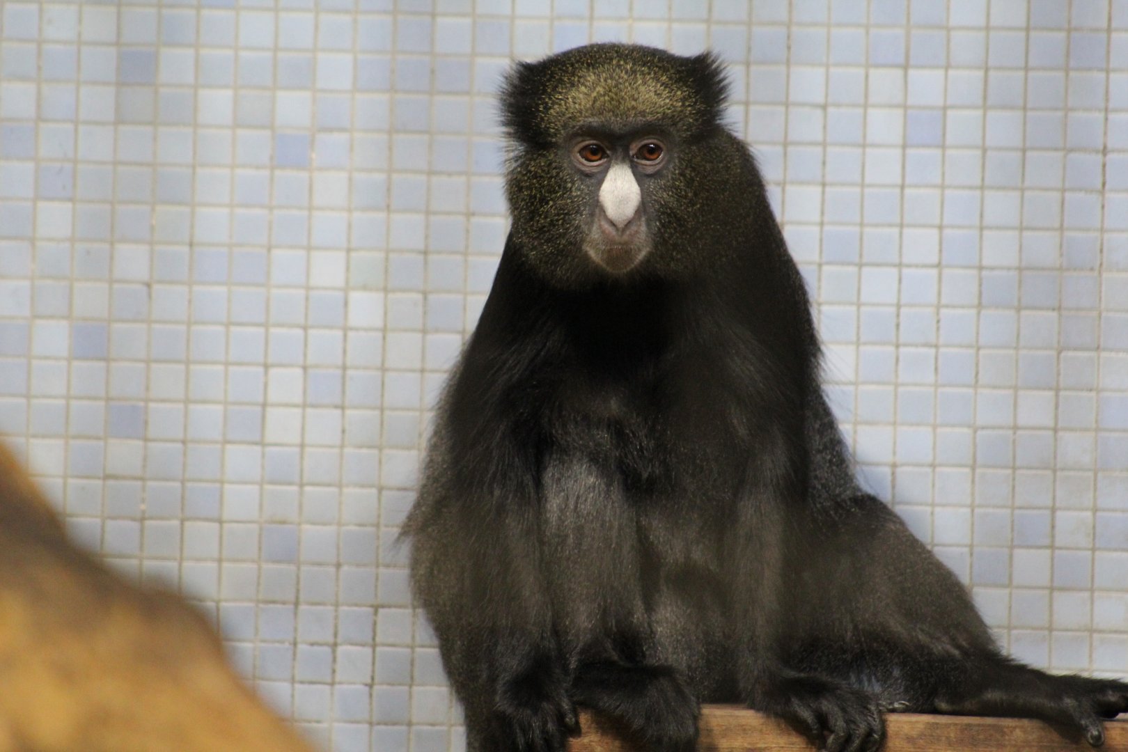 Eastern Greater Spot-Nosed Monkey