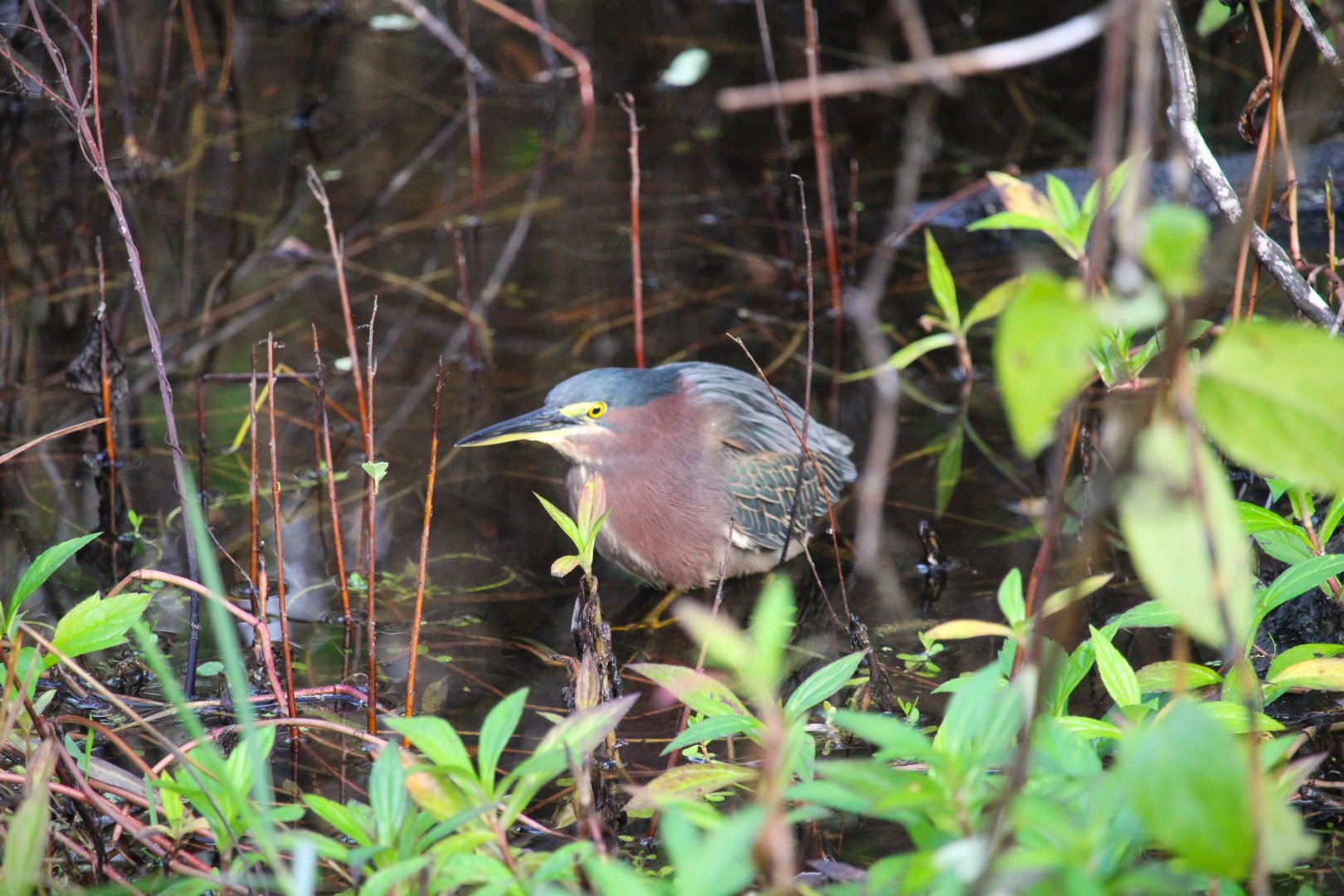 Eastern Green Heron