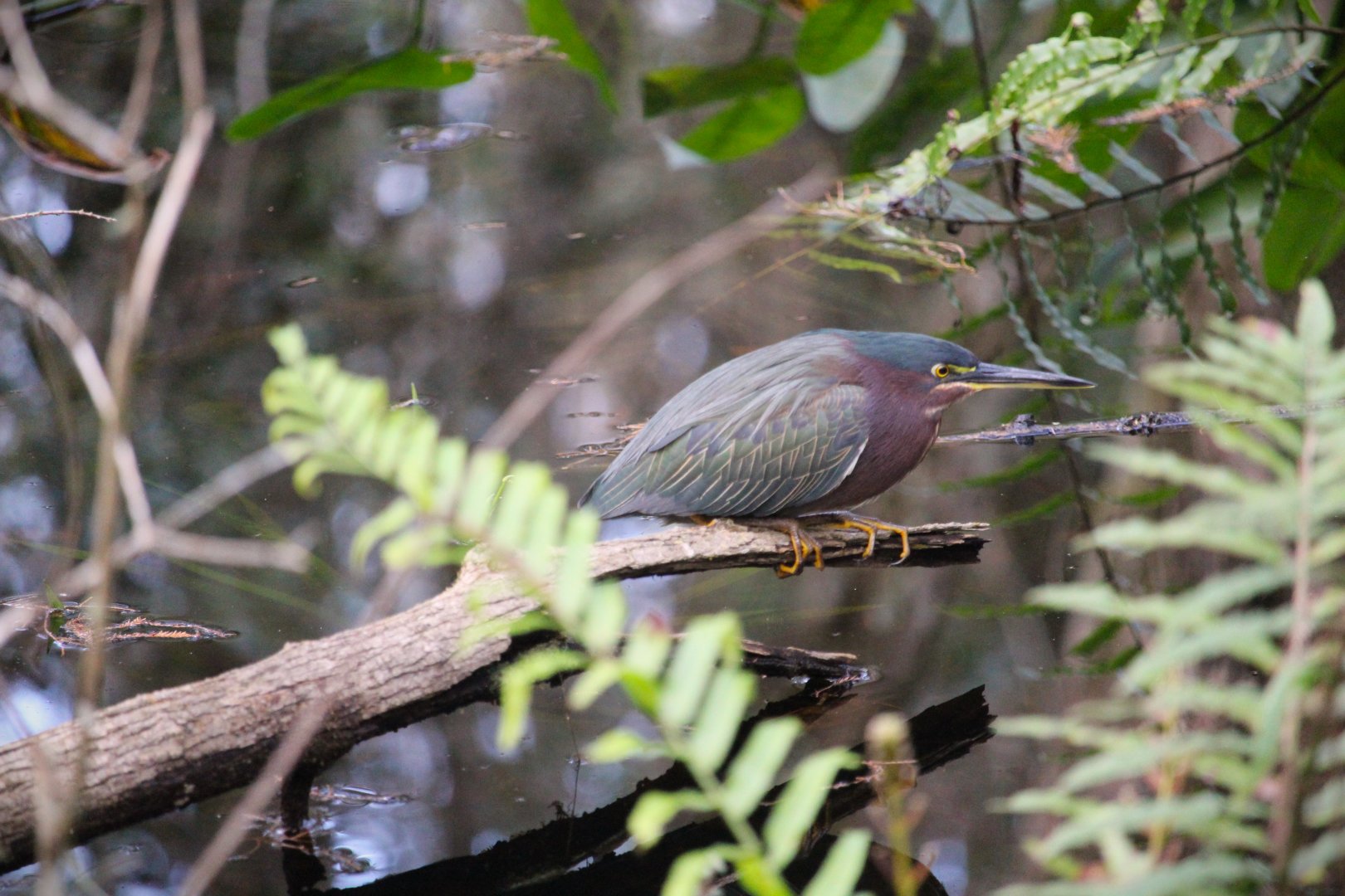 Eastern Green Heron