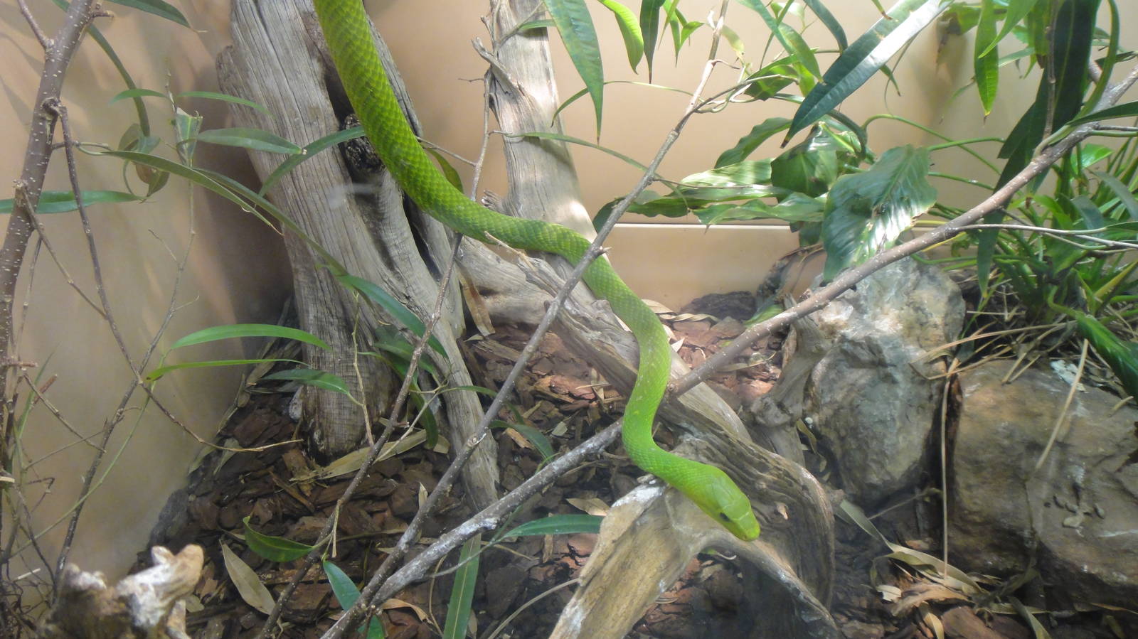 Eastern Green Mamba at Dallas zoo 2015-03-12