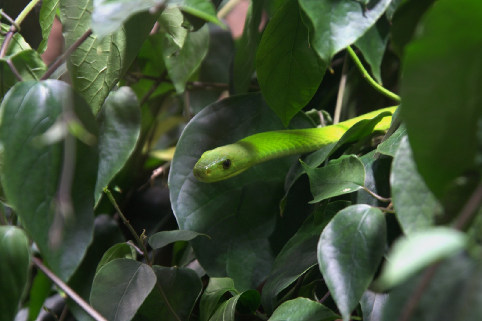 Eastern Green Mamba (Dendroaspis angusticeps), 13-09-25