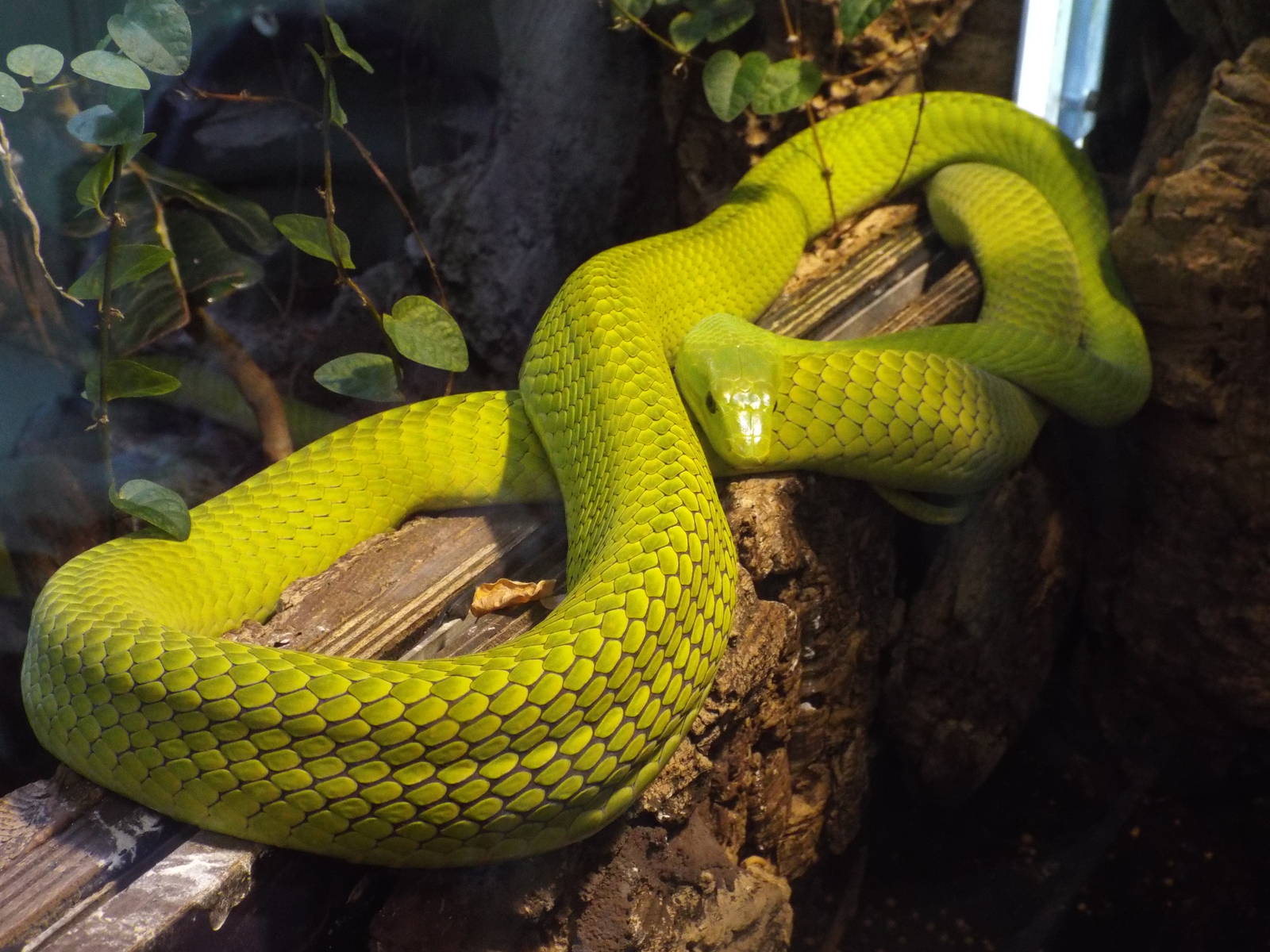 Eastern Green Mamba (Dendroaspis angusticeps) at Tierpark Hellabrunn - Apri