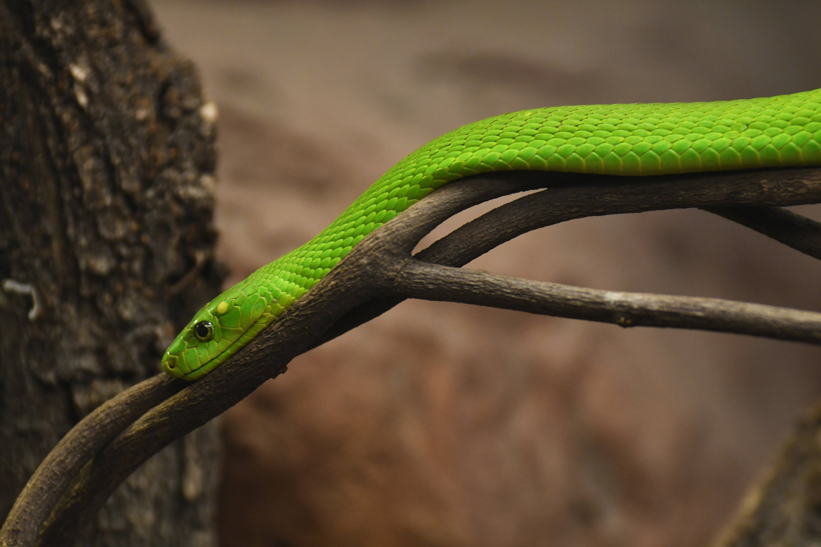 Eastern green mamba (Dendroaspis angusticeps)