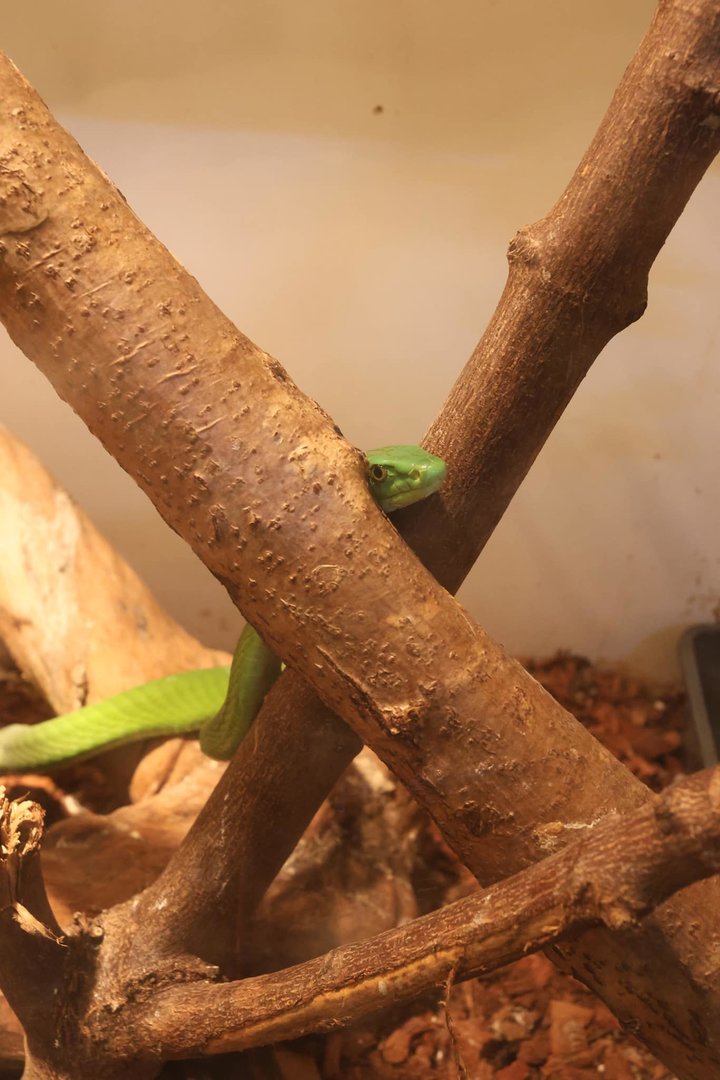Eastern Green Mamba (Dendroaspis angusticeps)
