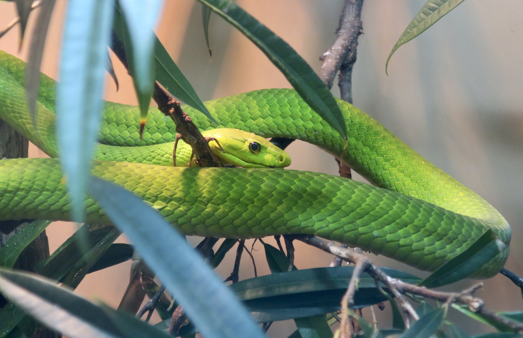 Eastern Green Mamba (Dendroaspis angusticeps)