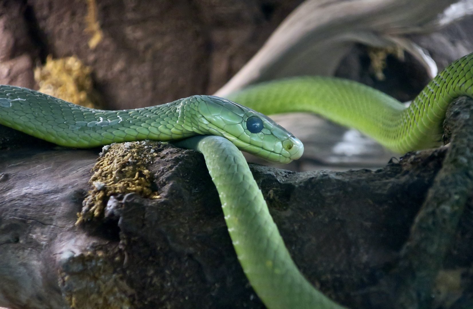 Eastern Green Mamba (Dendroaspis angusticeps)