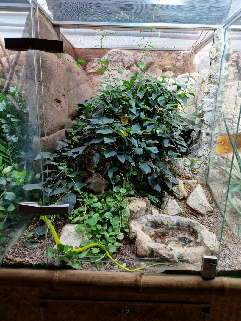Eastern green mamba enclosure