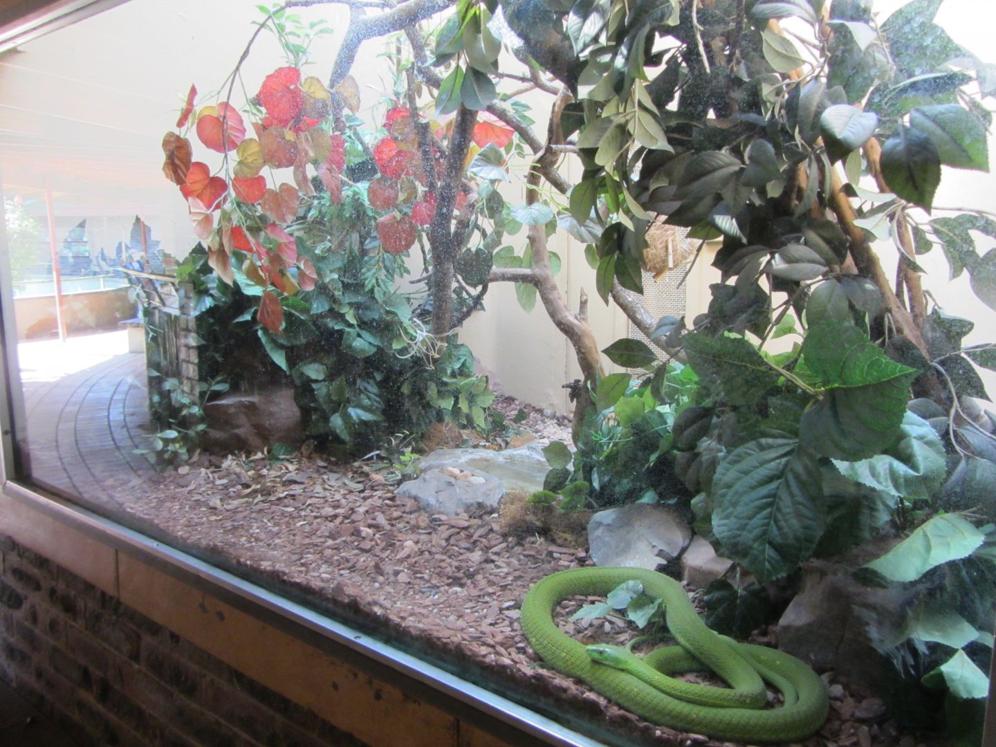 Eastern Green Mamba Exhibit